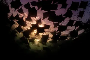 Baja California Sur Prints: Munk's devil rays (Mobula munkiana) large shoal aggregating underwater