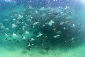 Baja California Sur Prints: Munk's devil rays (Mobula munkiana) large shoal aggregating underwater