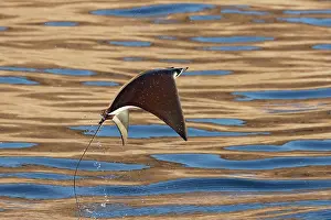 Rays Prints: Munk's devilray (Mobula munkiana) leaping out of the water