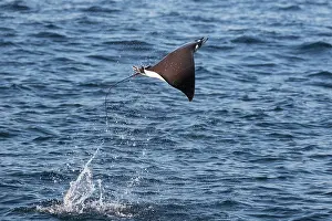 Rays Prints: Munk's devilray (Mobula munkiana) leaping out of the water