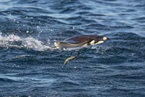 Rays Prints: Munk's devilray (Mobula munkiana) leaping out of the water
