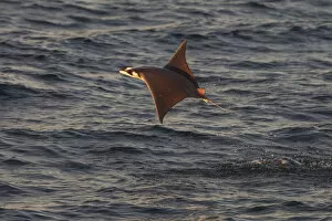 Jumping Gallery: Munks mobula ray / Devilray (Mobula munkiana) leaping out of the water, Sea of Cortez
