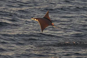 Catalogue9 Prints: Munks mobula ray / Devilray (Mobula munkiana) leaping out of the water, Sea of Cortez