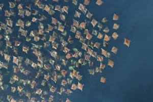 Munks pygmy devil ray / Munks mobula (Mobula munkiana) large school from the air