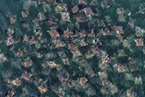 Munks pygmy devil ray / Munks mobula (Mobula munkiana) large school from the air