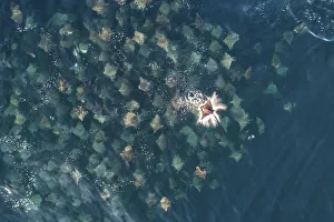 Munks pygmy devil ray / Munks mobula (Mobula munkiana) large school from the air