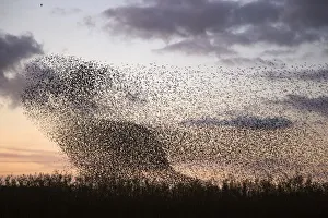 Songbird Prints: Murmuration of Common starlings (Sturnus vulgaris) with Peregrine falcon (Falco peregrinus)