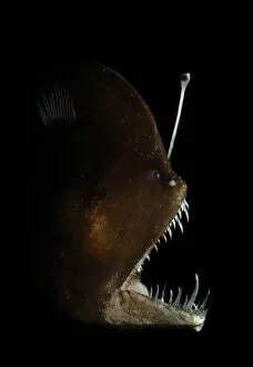 Anglerfish Gallery: Murrays abyssal anglerfish (Melanocetus murrayi) Atlantic ocean
