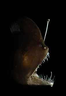 Anglerfish Prints: Murrays abyssal anglerfish (Melanocetus murrayi) Atlantic ocean