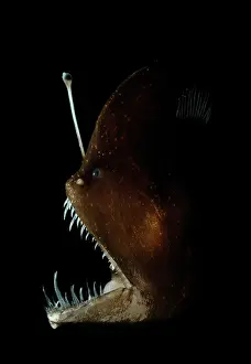 Captive Prints: Murrays abyssal anglerfish (Melanocetus murrayi) head portrait