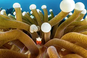 Shrimp Prints: Mushroom coral shrimp (Periclimenes kororensis) resting among Mushroom coral (Fungia sp)