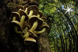 Mushroom Prints: Mushrooms (Hypholoma sp.) fruiting in a small cluster on a tree trunk in autumn