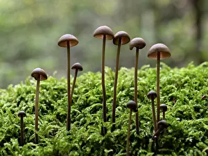 Fungi Prints: Mushrooms (Marasmius prasiosmus) growing on moss in forest