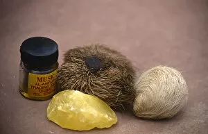 Musk deer products {Moschus sp} from left to right back: Perfume, real musk pod, fake pod; front