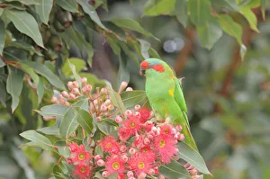 Flowers Prints: Musk lorikeet (Glossopsitta concinna) feeding on flowers in a Eucalyptus tree
