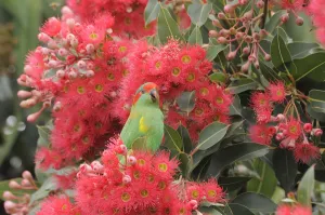 Parrots Prints: Musk lorikeet (Glossopsitta concinna) amongst flowers in a Eucalyptus tree