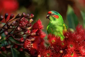 True Parrot Prints: Musk lorikeet (Glossopsitta concinna) nectaring from a flowering Eucalyptus (Eucalyptus ficifolia)