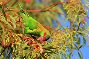 Myrtaceae Prints: Musk lorikeet (Glossopsitta concinna) perched in tree feeding on Eucalypt (Eucalyptus sp)