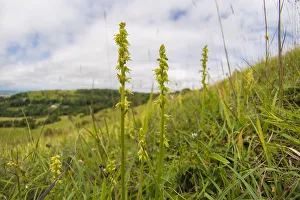 Musk orchid (Herminium monorchis) growing on the scarp slope of the Cotswolds at Crickley