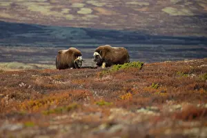 Bulls Prints: Two Musk ox (Ovibos moschatus) bulls displaying aggression