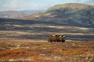 Bulls Prints: Two Musk ox (Ovibos moschatus) bulls grazing