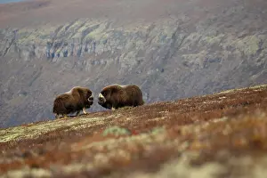 Bulls Prints: Two Musk ox (Ovibos moschatus) bulls sparring