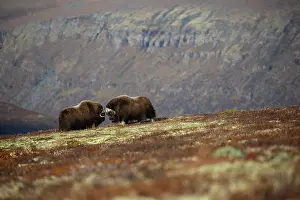 Bulls Prints: Two Musk ox (Ovibos moschatus) bulls sparring