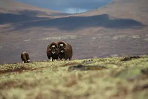 Grazing Prints: Musk ox (Ovibos moschatus) family grazing