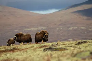 Grazing Prints: Musk ox (Ovibos moschatus) family herd grazing