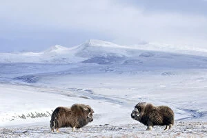 Images Dated 1st October 2010: Musk ox (Ovibos moschatus) two in habitat, Wrangel Island, Far Eastern Russia, October