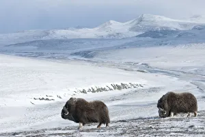 Images Dated 1st October 2010: Musk ox (Ovibos moschatus) two in habitat, Wrangel Island, Far Eastern Russia, October