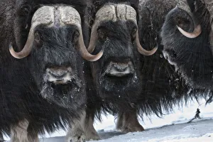 Musk ox (Ovibos moschatus) herd, Wrangel Island, Far Eastern Russia, March
