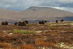 Grazing Prints: Musk ox (Ovibos moschatus) herd grazing