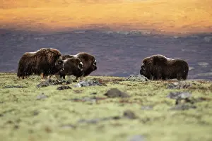 Grazing Prints: Musk ox (Ovibos moschatus) herd grazing at sunset