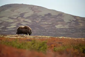 Bulls Prints: Musk ox (Ovibos moschatus) mature bull grazing