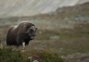 Copyspace Prints: Musk Ox (Ovibos moschatus) in mountainous habitat