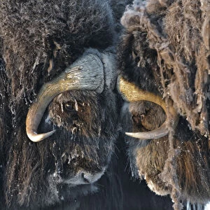 Images Dated 24th March 2011: Musk ox (Ovibos moschatus) portrait, Wrangel Island, Far Eastern Russia, March