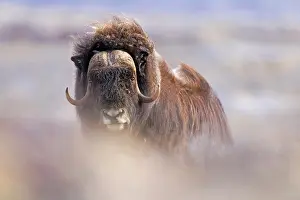 Kalaallit Nunaat Prints: Musk ox (Ovibos moschatus) portrait, Greenland. May