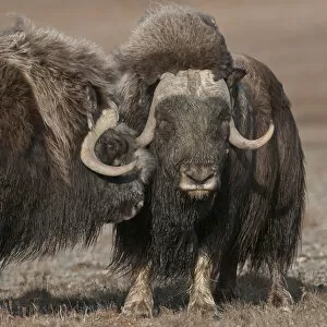 Nature's Last Paradises Collection: Musk ox (Ovibos moschatus) portrait of two standing closely, Wrangel Island, Far Eastern Russia