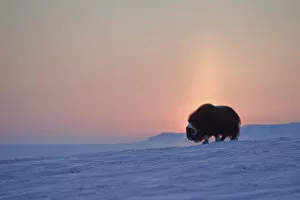 Musk ox (Ovibos moschatus) at sunset, Wrangel Island, Far Eastern Russia