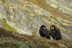 Images Dated 17th September 2012: Musk Oxen (Ovibos moschatus) in mountain habitat. Dovrefjell National Park, Norway, September