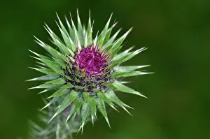 Asterales Prints: Musk thistle (Carduus nutans) in flower, close up, Dorset, England, UK. June