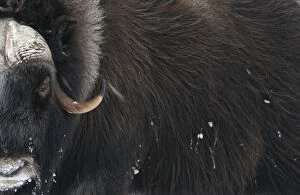 Images Dated 10th July 2007: Muskox (Ovibos moschatus) close-up, Dovrefjell National Park, Norway, February 2009