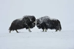 Images Dated 22nd February 2009: Two Muskox (Ovibos moschatus) face to face, Dovrefjell National Park, Norway, February