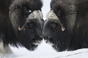 Images Dated 10th July 2007: Two Muskox (Ovibos moschatus) face to face, Dovrefjell National Park, Norway, February