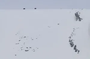 Tundra Prints: Two Muskox (Ovibos moschatus) on the horizon, Dovrefjell National Park, Norway, February
