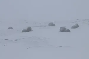 Tundra Prints: Five Muskox (Ovibos moschatus) lying down, in mist, Dovrefjell National Park, Norway