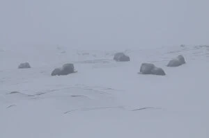 Five Muskox (Ovibos moschatus) lying down, in mist, Dovrefjell National Park, Norway
