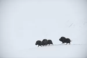 Images Dated 25th February 2009: Three Muskox (Ovibos moschatus) running through snow, Dovrefjell National Park, Norway