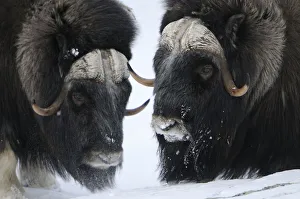 Tundra Prints: Two Muskox (Ovibos moschatus) in snow, Dovrefjell National Park, Norway, February 2009